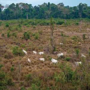 Nossa Amazônia, até quando?